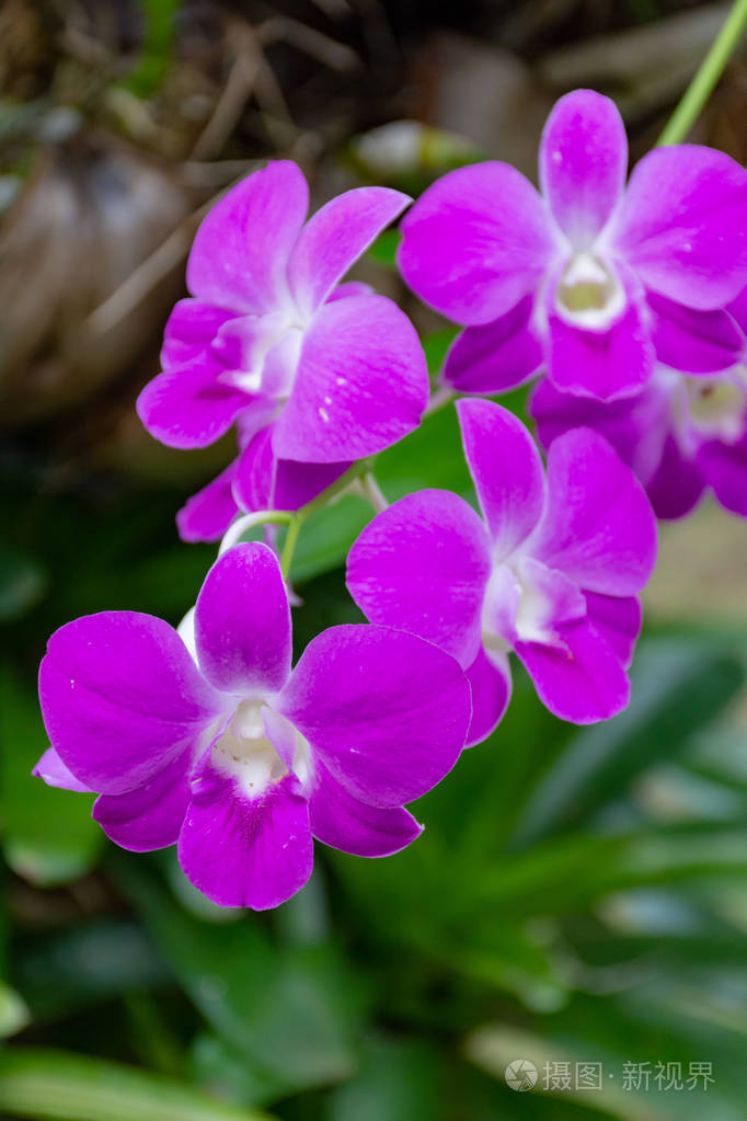 有自然背景的漂亮的花兰花