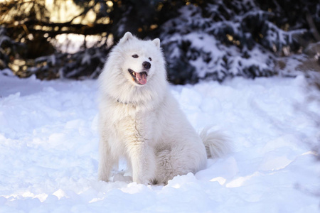 美丽的狗在雪地上的公园里的森林里散步