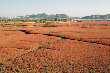 韩国仁川SORAE生态湿地公园秋季芦苇田