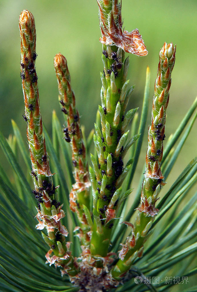 蚂蚁把蚜虫带到松树的嫩枝上