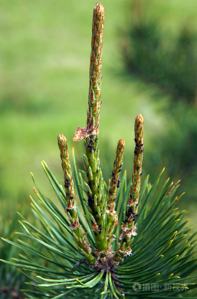 蚂蚁把蚜虫带到松树的嫩枝上