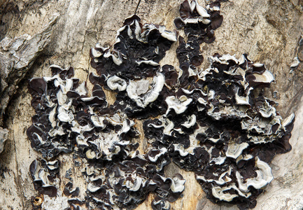 生长在老树桩上的蘑菇创造了一个美丽的抽象图案。