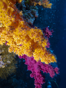 热带海底五颜六色的珊瑚礁,软珊瑚,橙色和粉红色的树状水下景观照片