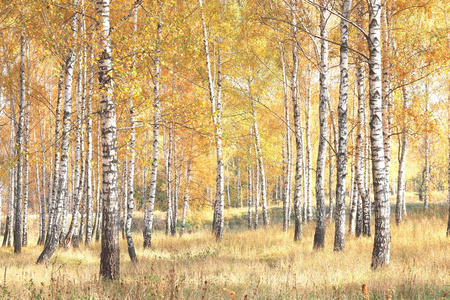 美丽的景色与桦树林中的桦树在黄色的秋天，桦林在十月，以及其他桦树林中的桦树