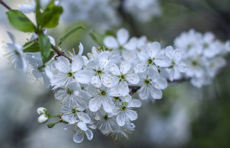 樱桃树的白花