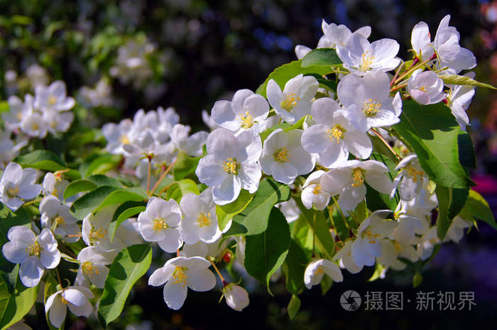 花中的苹果树。