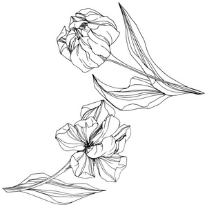 手绘黑白花向量郁金香黑白雕刻水墨艺术.花植物学花.