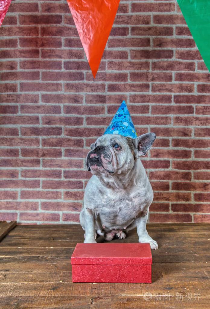 法国斗牛犬生日时愤怒的肖像