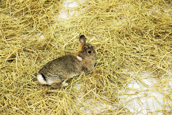 带干草的小兔子