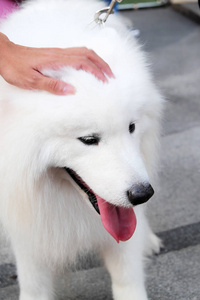 可爱的狗毛茸茸的白色。