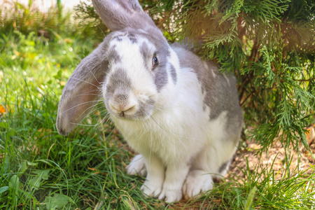灰白兔坐着，在绿油油的草地上的阳光下放松