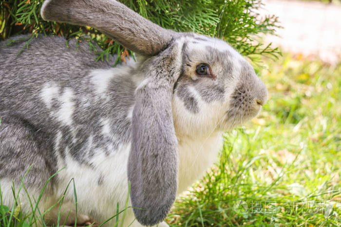 灰白兔坐着在绿油油的草地上的阳光下放松