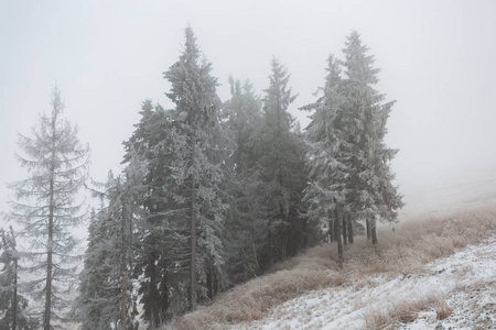 山间雪中的松树图片