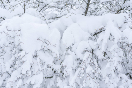 覆盖着雪的树枝。 快关门。 背景