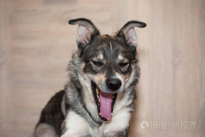滑稽的灰狗张开大嘴