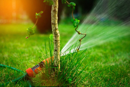 花园里的浇水植物灌溉土壤. 花园工作. 那个人正在花园里浇水.