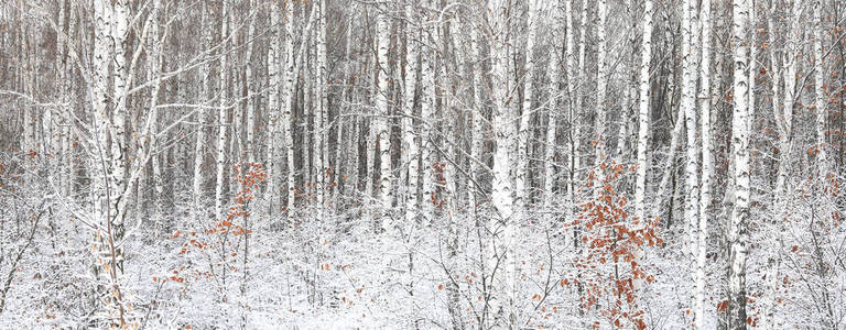 白桦树，白桦树，白桦树，白桦树，以及其他冬季雪上桦树