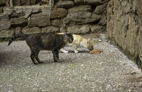 猫被遗弃在街上，动物虐待孤独