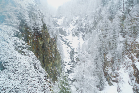 瑞士阿尔卑斯山中狭窄的山峡中的降雪，针叶林山涧，雾蒙蒙的景观