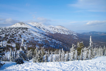  ski slope with snowy spruces in the foreground