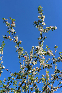 苹果树枝在蓝天的映衬下绽放