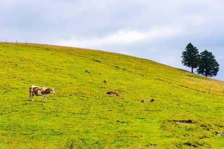 斯洛文尼亚牧场大高原VelikaPlanina。 斯洛文尼亚阿尔卑斯山牧场上的奶牛。 绿草清新的自然。
