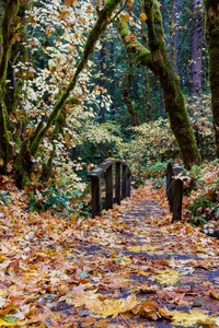 俄勒冈州道格拉斯县南普夸国家森林的金橡树叶子发出美丽的秋光