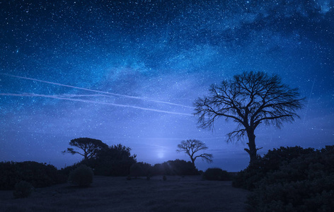 夜空下繁星闪烁的夜空下,树对月亮的轮廓.照片