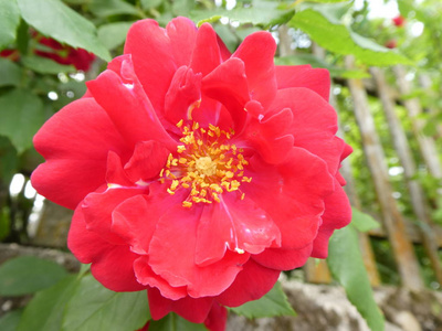 春天花园里玫瑰花丛的红花