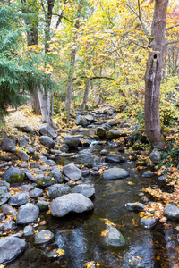 秋天，宁静的小溪有着巨大的岩石，树叶发出金色的光芒，颜色在变化