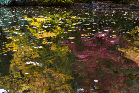 秋天树的池塘上美丽的彩色倒影，各种颜色的树叶漂浮在水面上