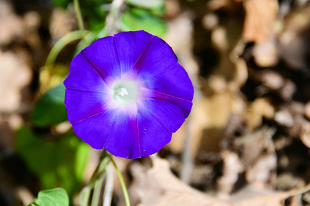 意大利山区一朵结萍花的蓝色花朵
