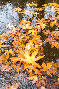 俄勒冈州10月中旬，巨大的金叶漂浮在小溪上
