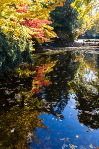 秋天树的池塘上美丽的彩色倒影，各种颜色的树叶漂浮在水面上