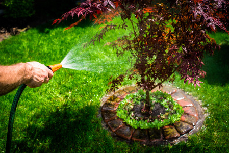 花园里的浇水植物灌溉土壤. 花园工作. 那个人正在花园里浇水.