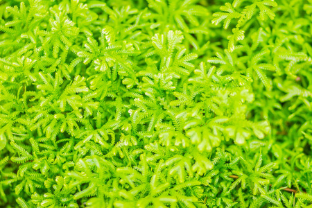 新鲜的绿色蕨叶背景的雪兰根(SW.)春季。 蕨类植物也被称为尖晶石或较小