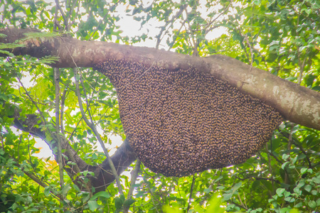蜜蜂群的蜂窝巢挂在大自然森林的树上.照片