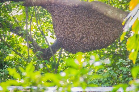 蜜蜂群的蜂窝巢挂在大自然森林的树上.照片
