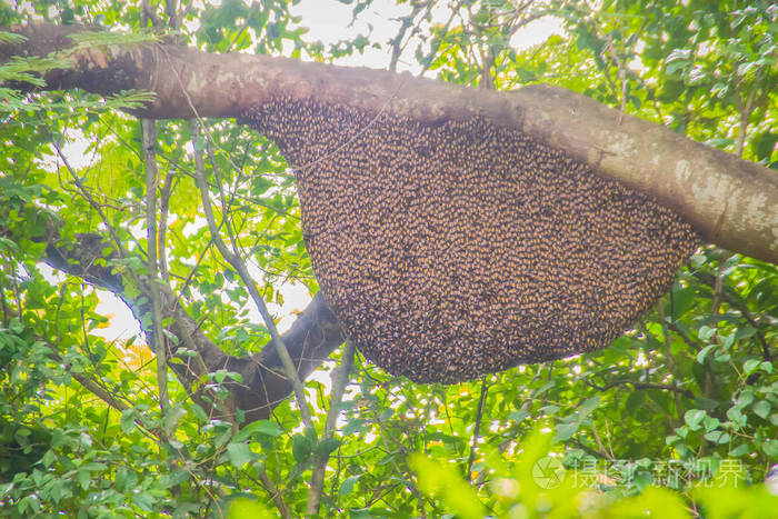 森林中绿色自然树上的野生蜂窝。 蜜蜂群的蜂窝巢挂在大自然森林的树上。