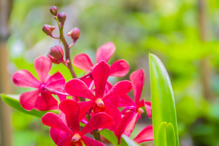 美丽的红粉色杂交莲兰花。 雷南陀罗兰属是一个大的扰流单生附生和陆生兰属，发现于中国喜马拉雅东南亚。