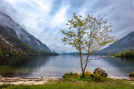 博欣吉湖傍晚孤独树景观阴景观游乌坎村镇斯洛文尼亚欧洲旅游.照片