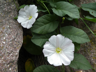 春天在森林里的一朵结草花的白色花朵