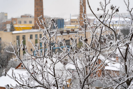 s brunches with frozen snow.