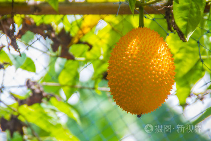 科钦森在藤蔓上gac以其富含β胡萝卜素和番茄红素的深橙色水果而闻名