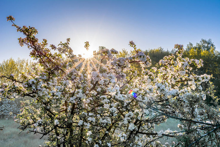 春天的树在阳光下绽放,透过树枝,春天的风景照片