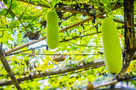 挂在藤蔓上的绿色冬瓜. 冬瓜又称灰葫芦,冬瓜,灰瓜,冬瓜和中国保鲜瓜.