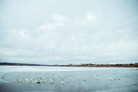 冬天湖上有很多天鹅