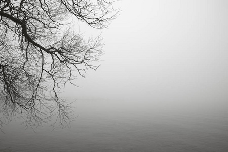 光秃秃的树枝的轮廓，一个雾蒙蒙的早晨，湖边。