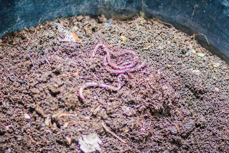 蚯蚓养殖场正在将有机厨余变成营养丰富的肥料。 蚯蚓养殖蚯蚓养殖是由饲养蚯蚓的园丁们完成的，它们为自己提供了丰富的蚯蚓