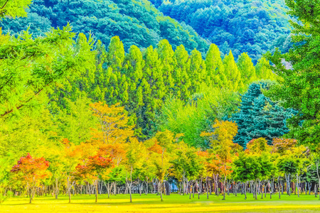 韩国南米岛五彩缤纷的森林公园图片